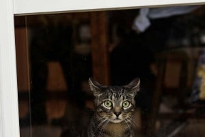 6 πράγματα που ίσως δεν γνωρίζετε ότι φοβίζουν τη γάτα σας