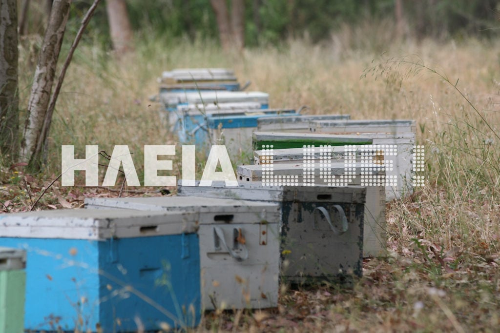 Πύργος: Δημόσιος υπάλληλος - &quot;μελισσοκόμος&quot; με κλεμμένα μελίσσια