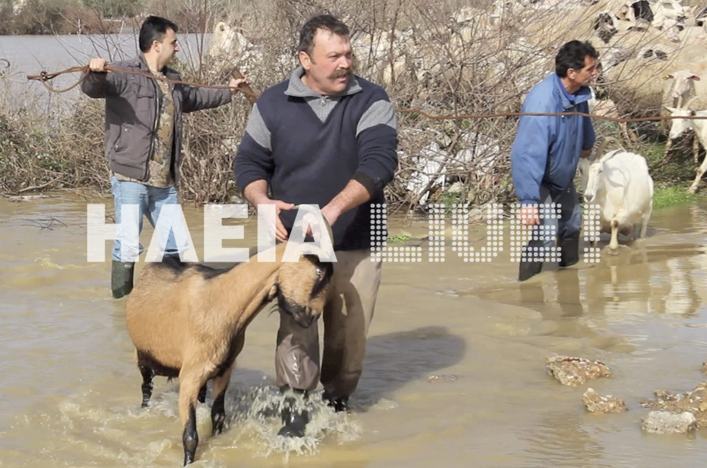 Ηλεία: Μεγάλη η καταστροφή στο ζωικό κεφάλαιο από τις πλημμύρες (video HD)