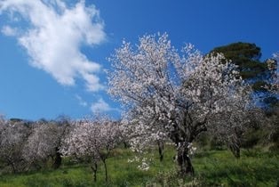 Ηλεία: Ανοιξιάτικος o καιρός το Σαββατοκύριακο - Επιστρέφουν οι βροχές από την Δευτέρα