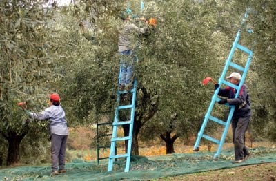 Ηλεία: Ευνοϊκός ο καιρός για την συλλογή του ελαιοκάρπου το επόμενο τετραήμερο