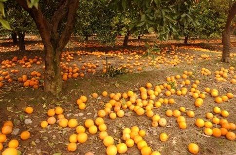 Τραγανό Ηλείας: Έκλεψαν πορτοκάλια και λεμόνια στο χωράφι