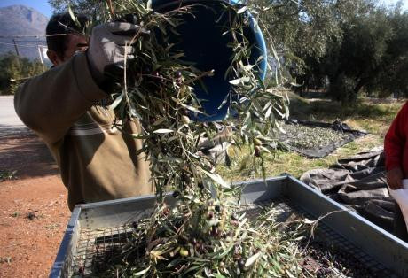 Ηλεία: Tου έκλεψαν ελιές μέσα από το χωράφι του