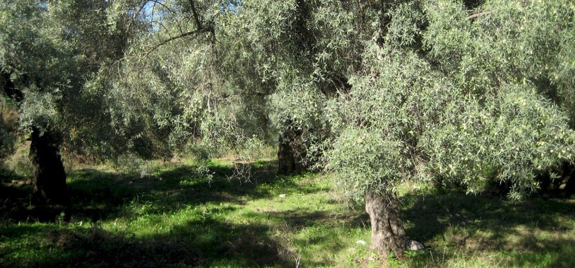 Πύργος: Ο θάνατος τον βρήκε στο λιομάζομα