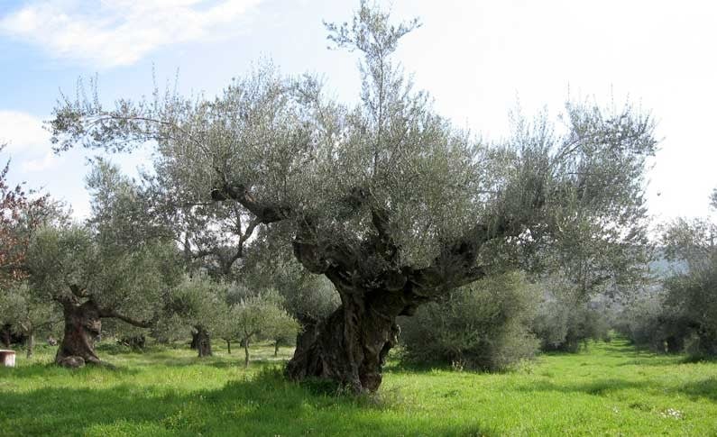 Ρυγχίτης και πυρηνοτρήτης απειλούν τις ελιές