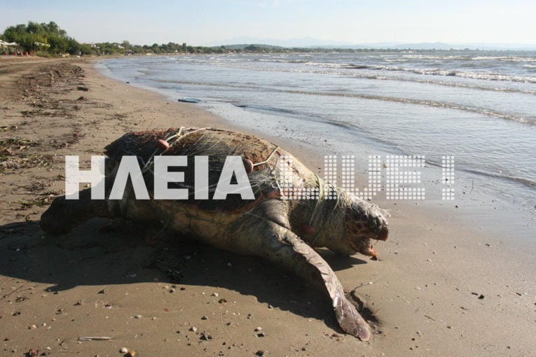 caretta4