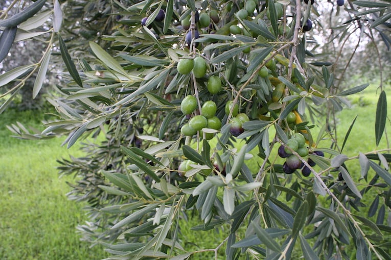 Ξεκινά και στην Ηλεία το Πρόγραμμα συγκριτικών πειραματικών εργασιών καταπολέμησης του δάκου της ελιάς για το 2016