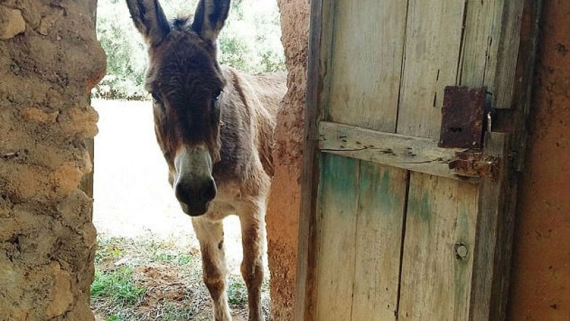 Έκανε σεξ με γαϊδούρι και τώρα πρέπει να το παντρευτεί!