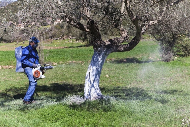 Κίνδυνος για την ελαιοκαλλιέργεια λόγω καθυστερήσεων