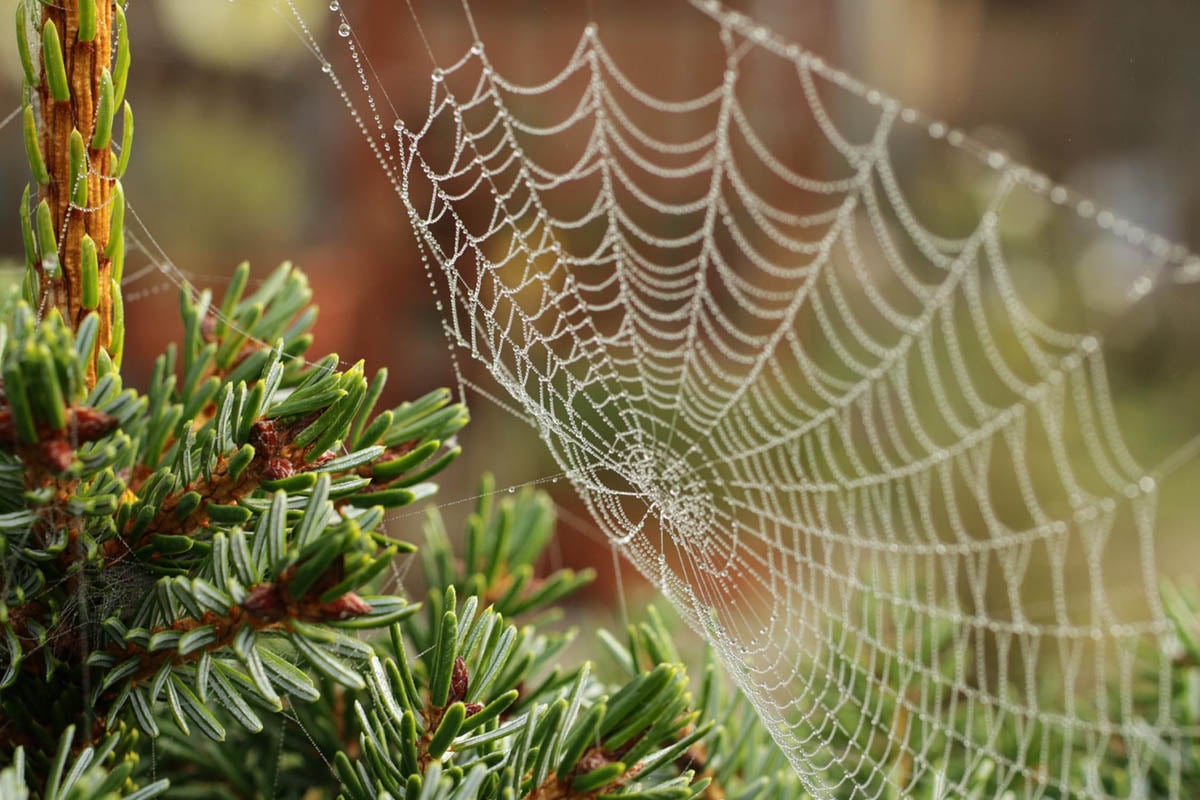 spiders tree