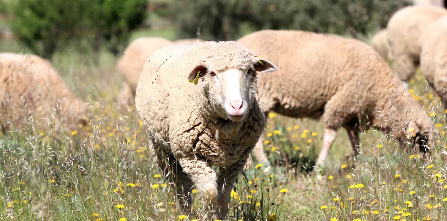 Τέσσερα νέα κρούσματα της ευλογιάς των αιγοπροβάτων στην Κορινθία