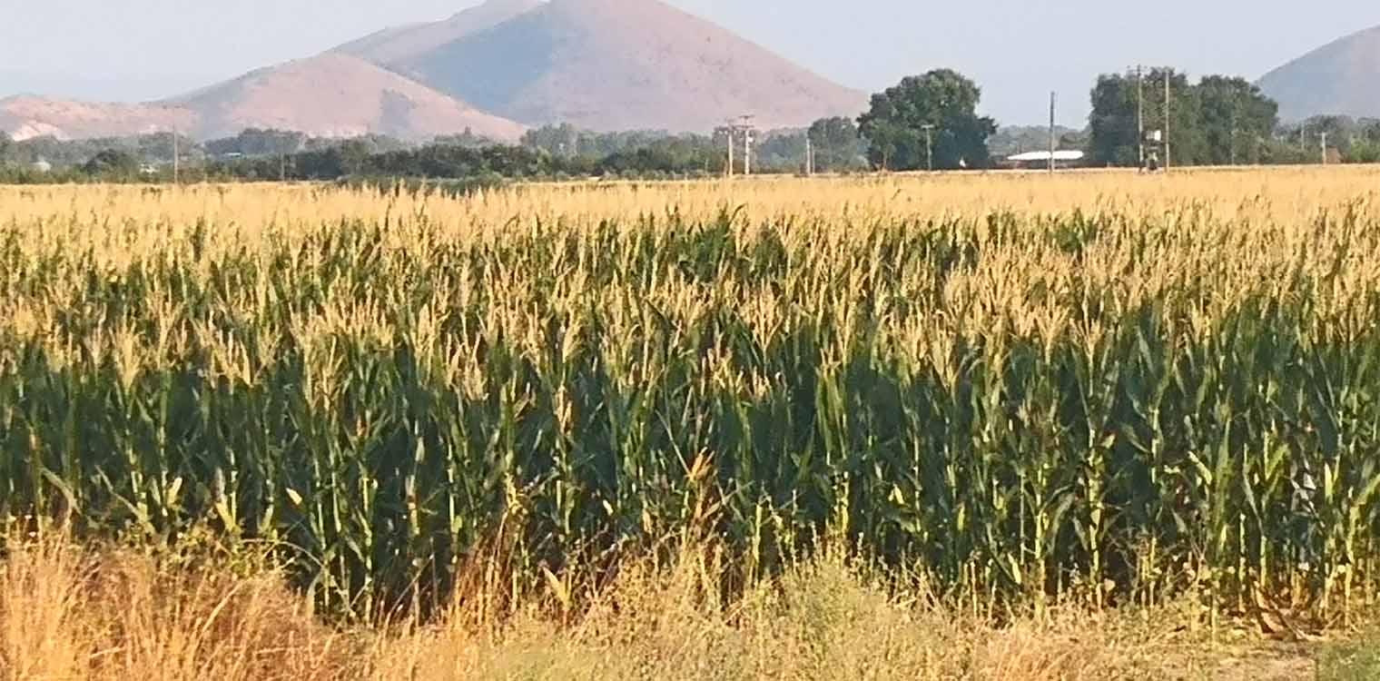 Η καλλιέργεια του σόργου, φιλικότερη στο περιβάλλον πρόταση για μερική αντικατάσταση του αραβόσιτου