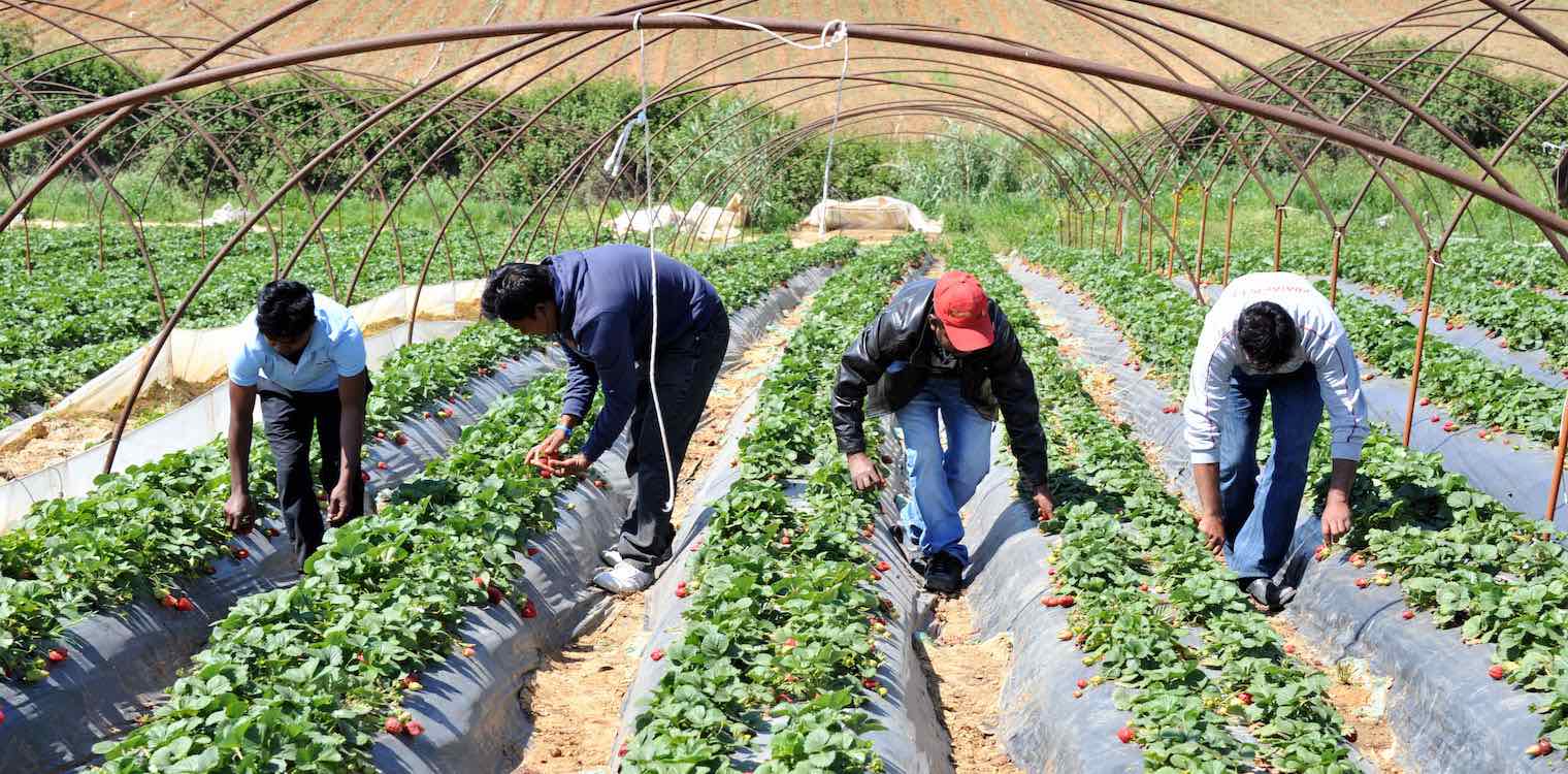 Μνήμες «Μανωλάδας» στην Αχαΐα: Αποκαλύφθηκε «σκλαβοπάζαρο» με εργάτες σε χωράφια με φράουλες