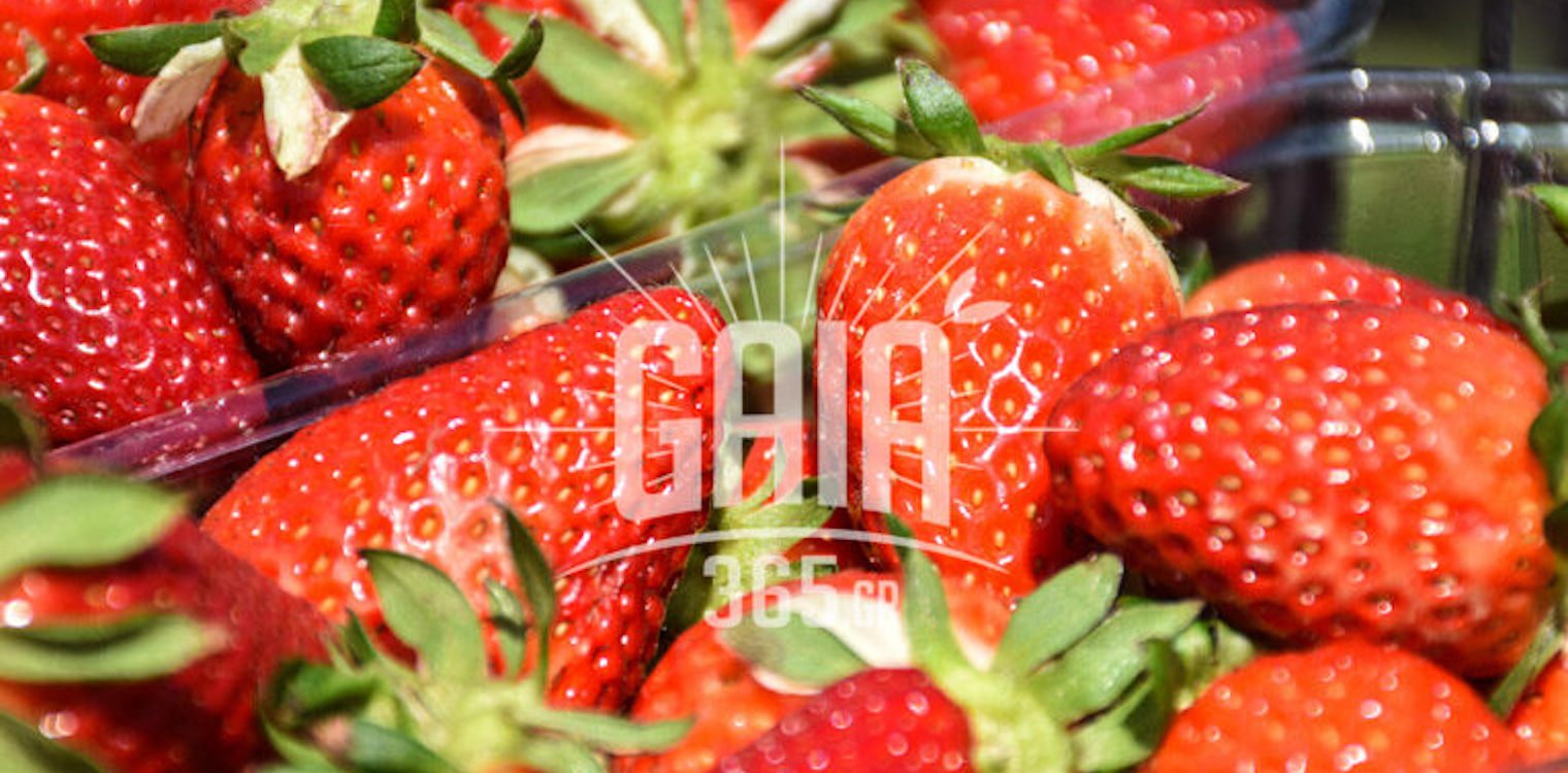 Εξαγωγές: Πρεμιέρα για κεράσι και καρπούζι – Ανοδική πορεία για φράουλα
