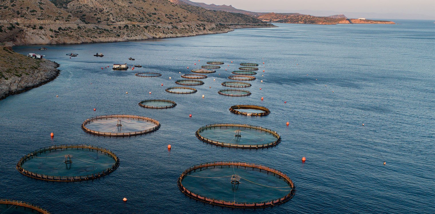 ΟΗΕ: Αύξηση - ρεκόρ για την ιχθυοκαλλιέργεια και υδατοκαλλιέργεια - Ξεπερνούν τη συμβατική αλιεία