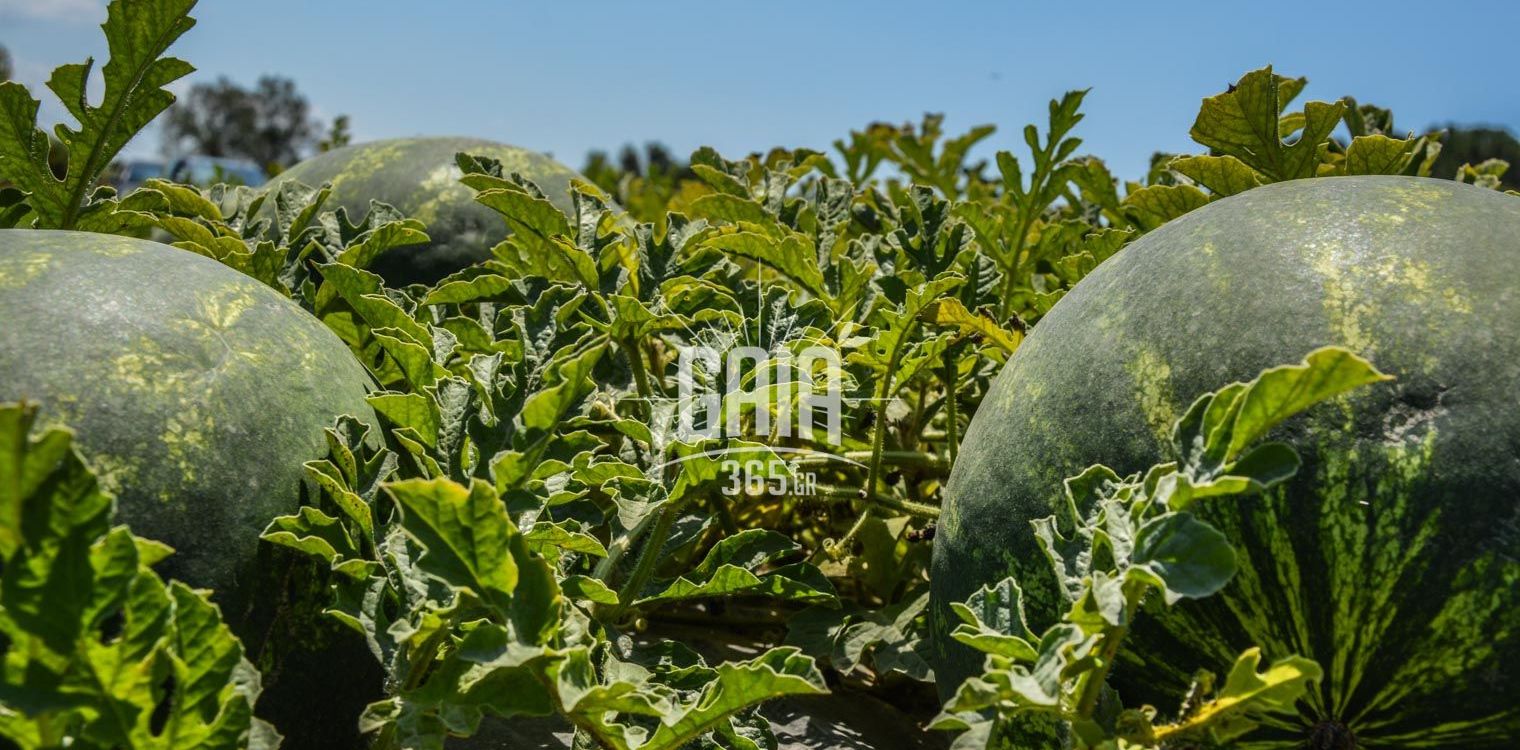 Μεσσηνία: Το πιο πρώιμο καρπούζι φέτος στην Τριφυλία, με εκτίμηση για πάνω από 35.000 τόνους