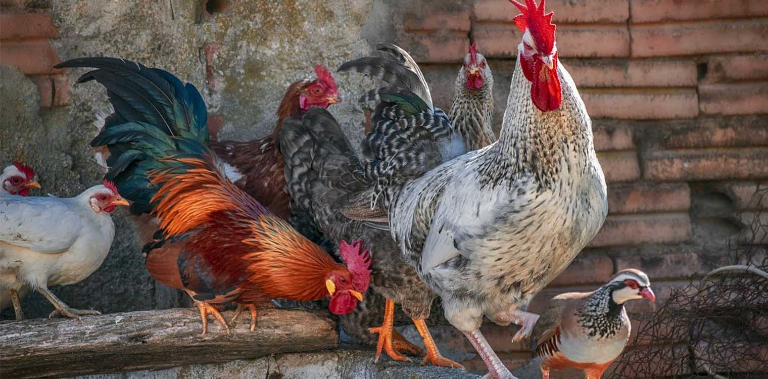ΕΕ: 665.000 δόσεις εμβολίων για τη γρίπη των πτηνών