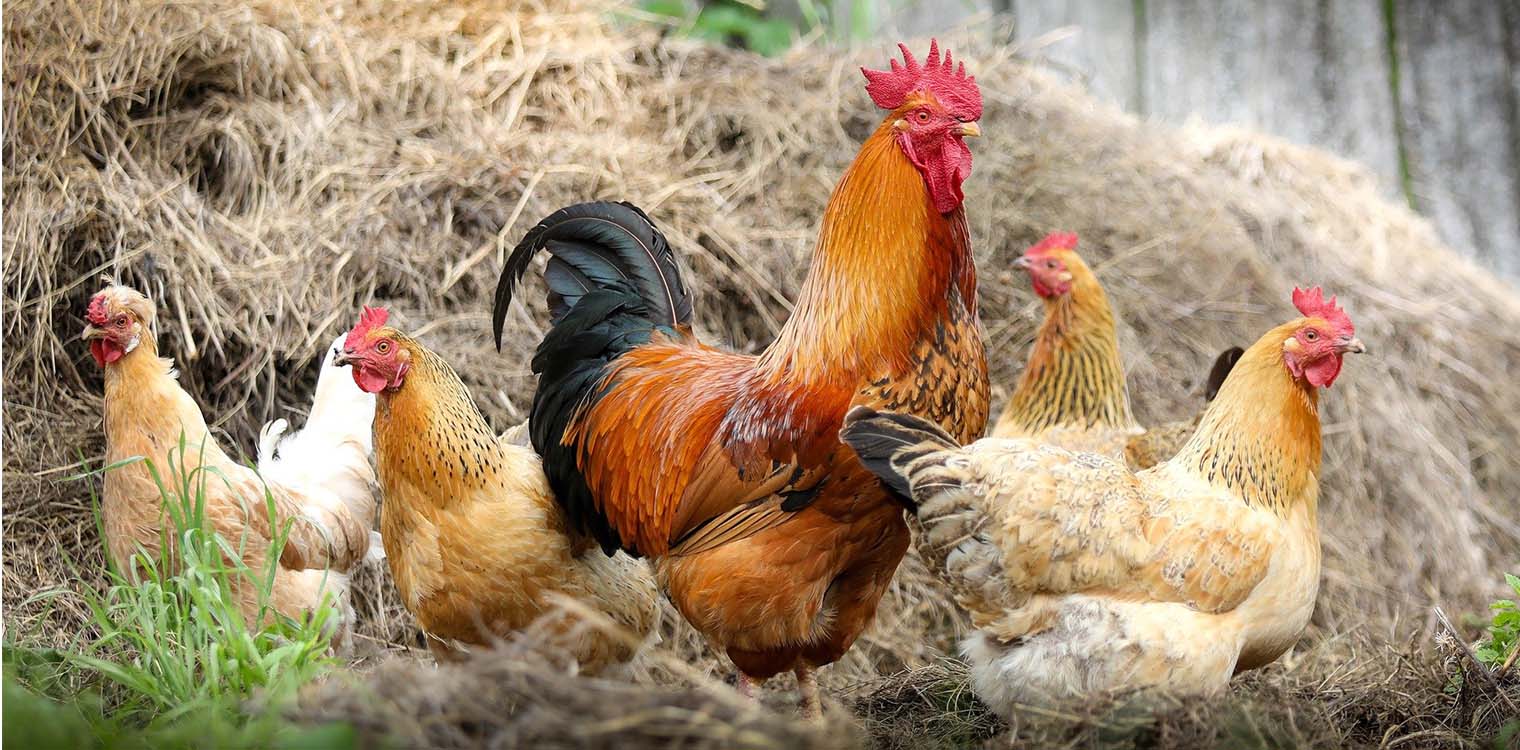 Γρίπη πτηνών: SOS από ΠΟΥ για την εξάπλωση σε ανθρώπους - «Τεράστια ανησυχία»