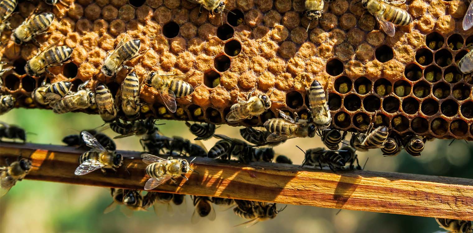 Ουκρανία: Το κερί μέλισσας μπορεί να δημιουργήσει περιτυλίγματα για να διατηρηθούν περισσότερο τα τρόφιμα στην εμπόλεμη ζώνη