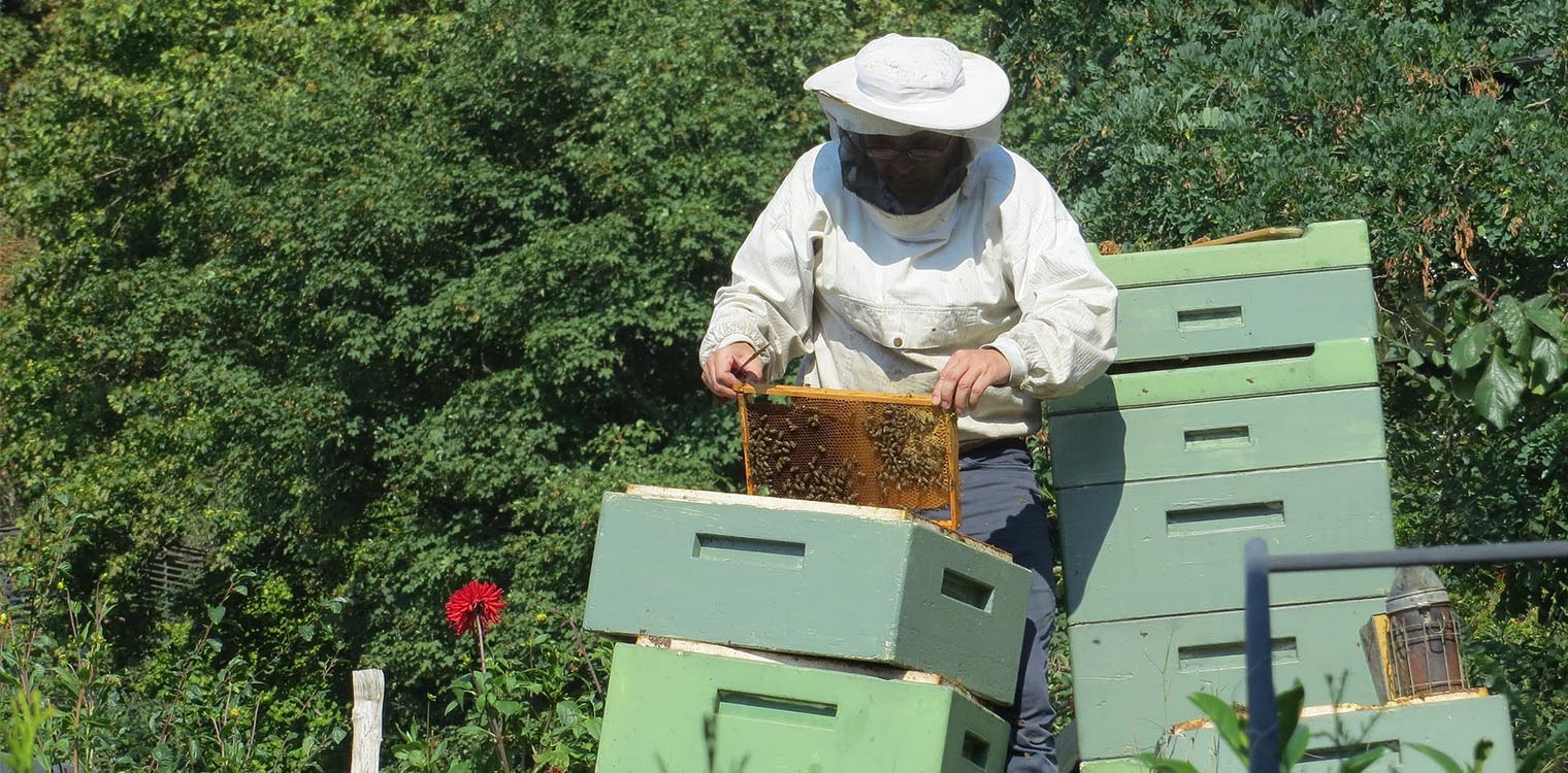 Ταχύρρυθμα προγράμματα μελισσοκομίας από τον ΕΛΓΟ-ΔΗΜΗΤΡΑ