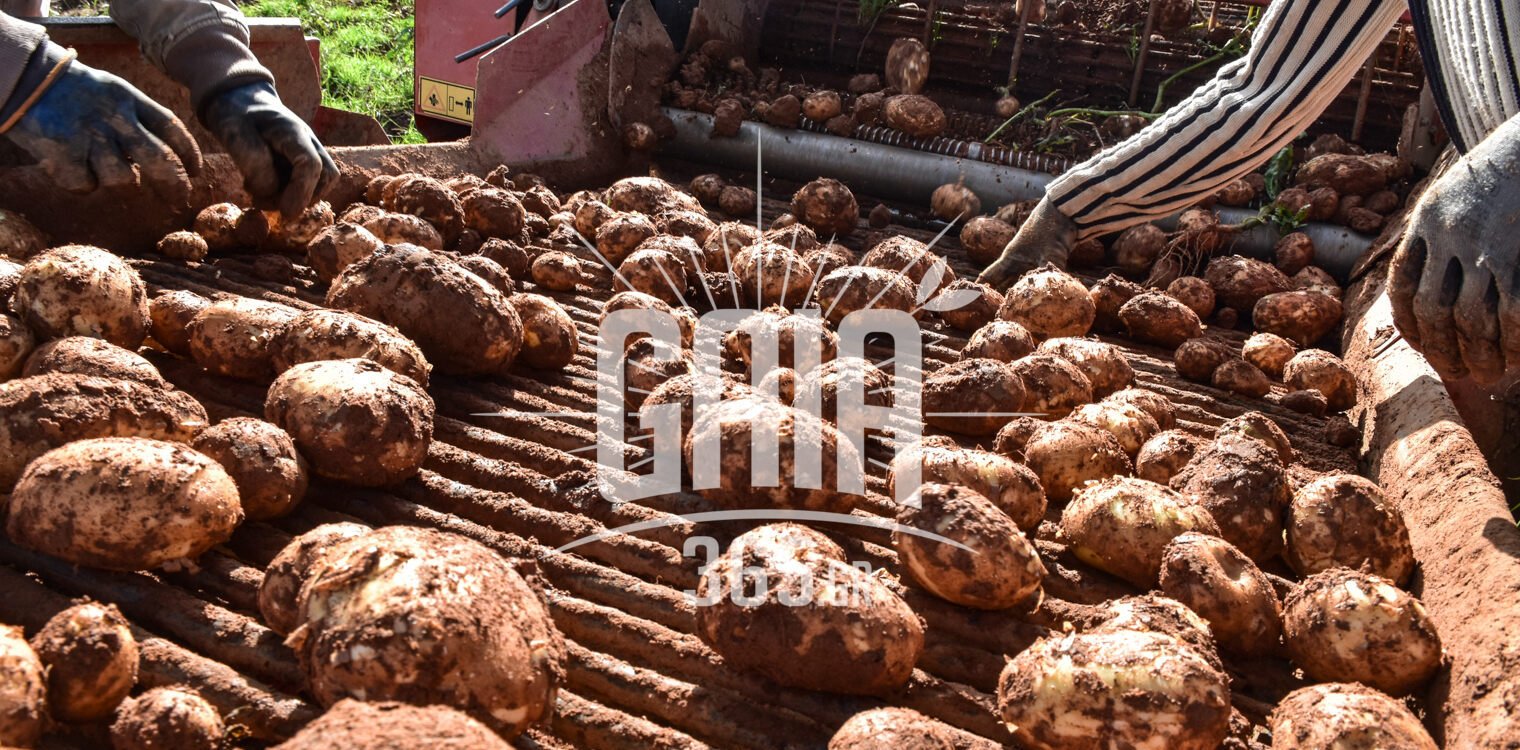 Μεσσηνία: Ευοίωνες προοπτικές για τη φετινή παραγωγή ανοιξιάτικης πατάτας - Ξεκίνησε η συγκομιδή και η κουβέντα για ενιαία τιμή
