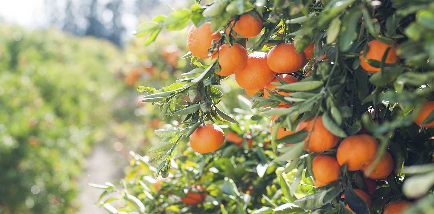 Αύξηση της συνδεδεμένης ενίσχυσης του 2023 για τα πορτοκάλια προς χυμοποίηση