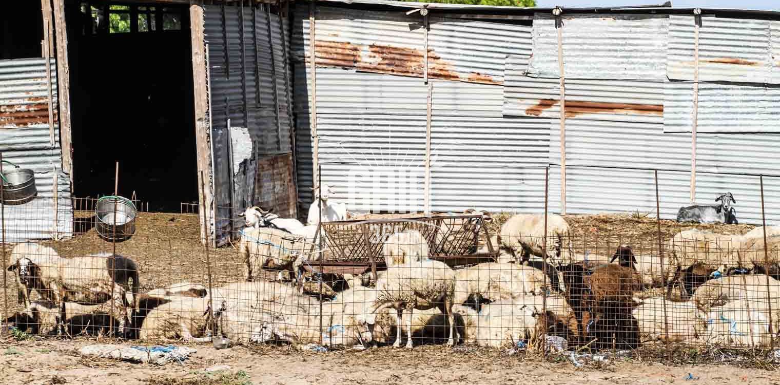 Εγκρίθηκε πρόγραμμα αγροτικού εξηλεκτρισμού στην Π.Ε. Ηλείας - Ενισχύονται αγροτικές και κτηνοτροφικές εγκαταστάσεις 