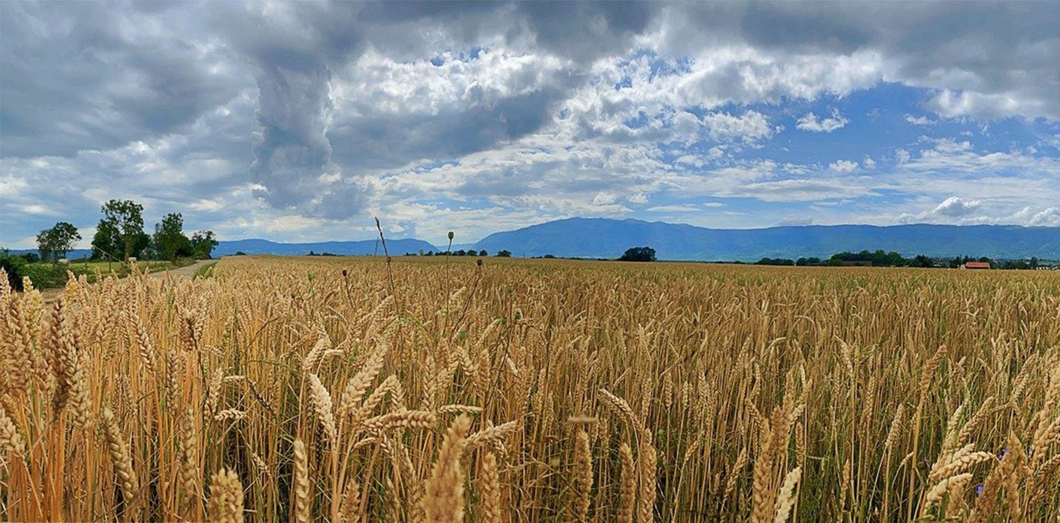 FAO: Παγκόσμιες προβλέψεις για τα σιτηρά για το 2024/25