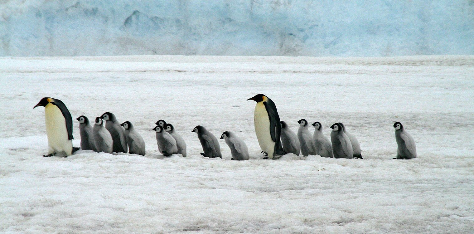 Ανησυχία από τον θάνατο εκατοντάδων πιγκουίνων στην Ανταρκτική: Ποιος ιός «απειλεί» τα θαλάσσια πτηνά
