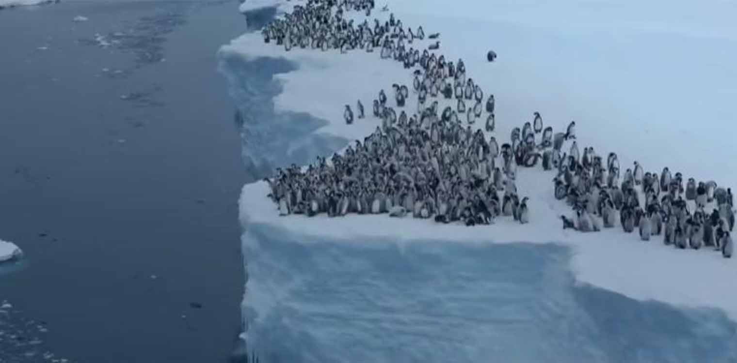 Μωρά πιγκουίνοι βουτούν από γκρεμό 15 μέτρων για την πρώτη τους βουτιά στα νερά της Ανταρκτικής (video)