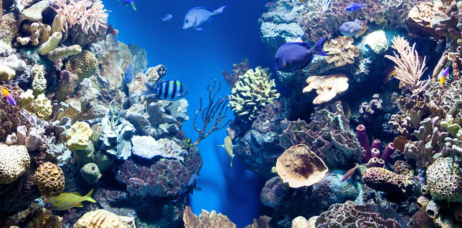 Κοραλλιογενείς ύφαλοι: Ενυδρείο ανοίγει «Κιβωτό του Νώε» για είδη που κινδυνεύουν