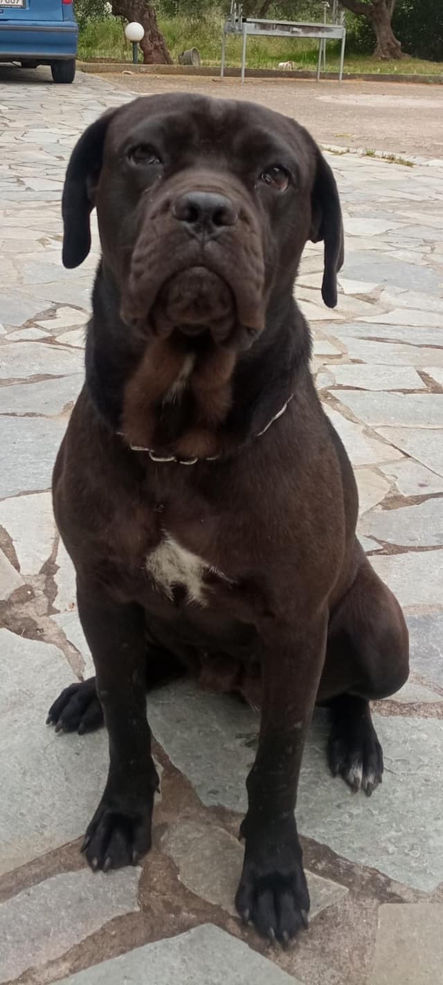 cane corso2