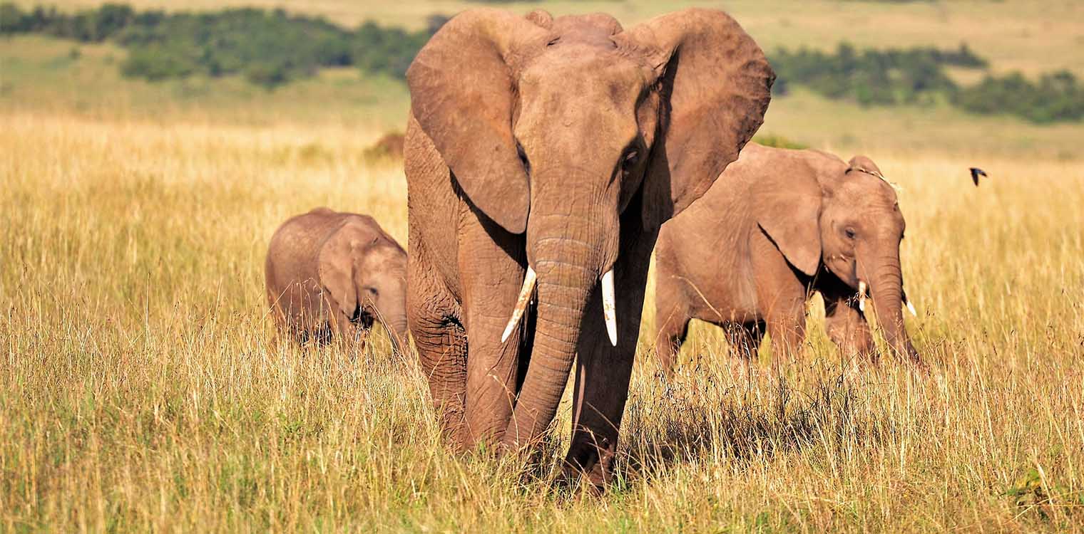 Οι ελέφαντες επικοινωνούν με ονόματα - «Άνθρωποι και οι ελέφαντες μοιράζονται πολλές ομοιότητες»