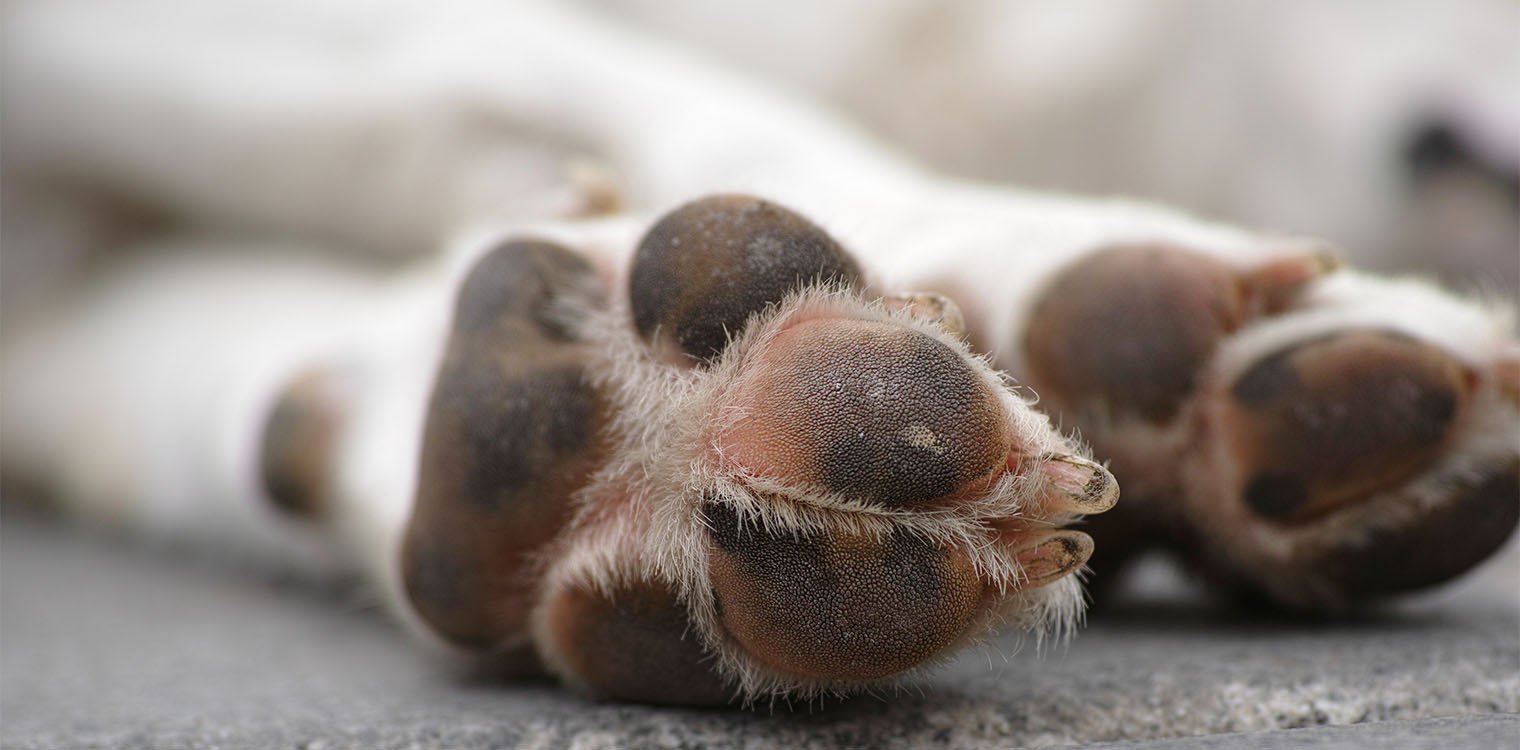 Αγρίνιο: 150 σκυλιά σε άθλιες συνθήκες - Σκελετωμένα ζώα χωρίς νερό και κουτάβια που πεθαίνουν