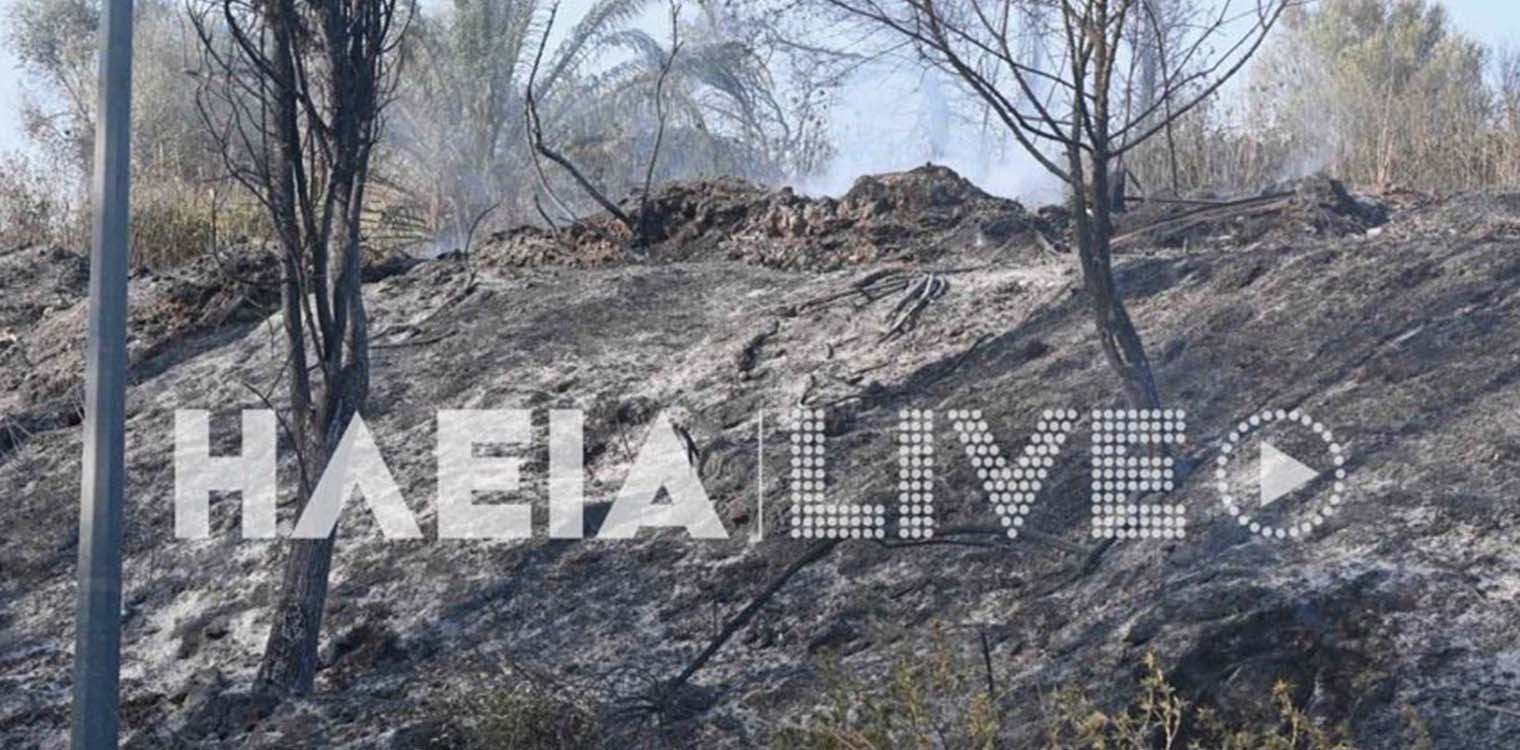 Πύργος: Απομακρύνονται τα καμένα δέντρα σε δασικές εκτάσεις πυρόπληκτων περιοχών