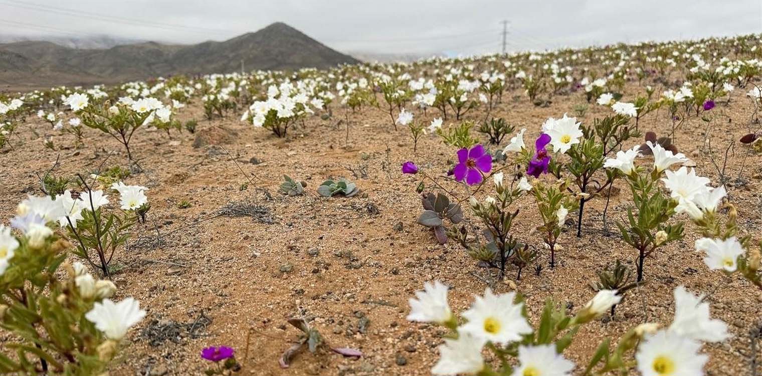 Το Ελ Νίνιο έκανε την πιο άνυδρη έρημο του κόσμου να ανθίσει καταχείμωνο