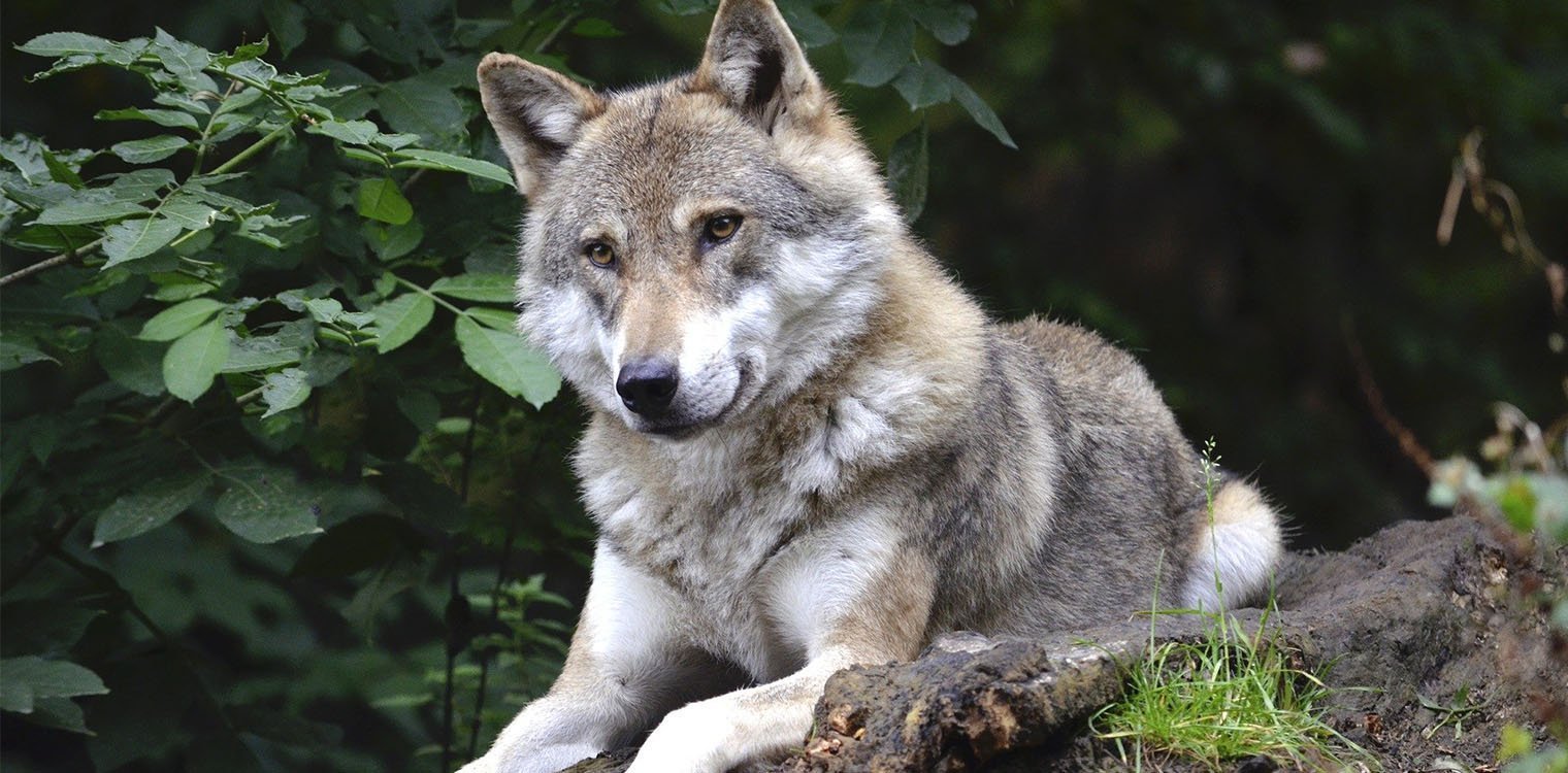 Αιτωλοακαρνανία: «Μάστιγα» οι επιθέσεις λύκων για τους κτηνοτρόφους