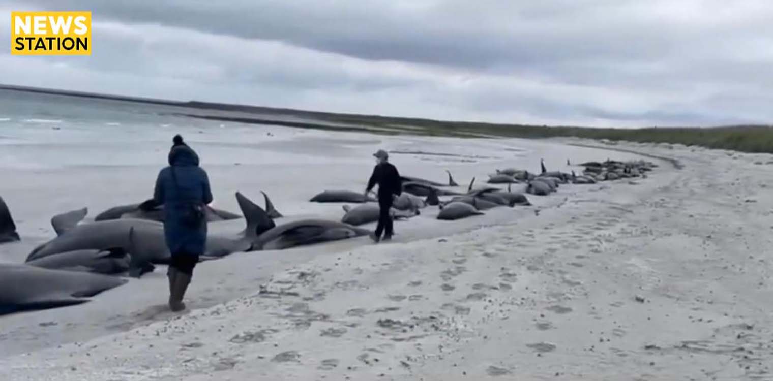 Τραγωδία στις ακτές της Σκωτίας: 77 φάλαινες ξεβράστηκαν στη στεριά και πέθαναν