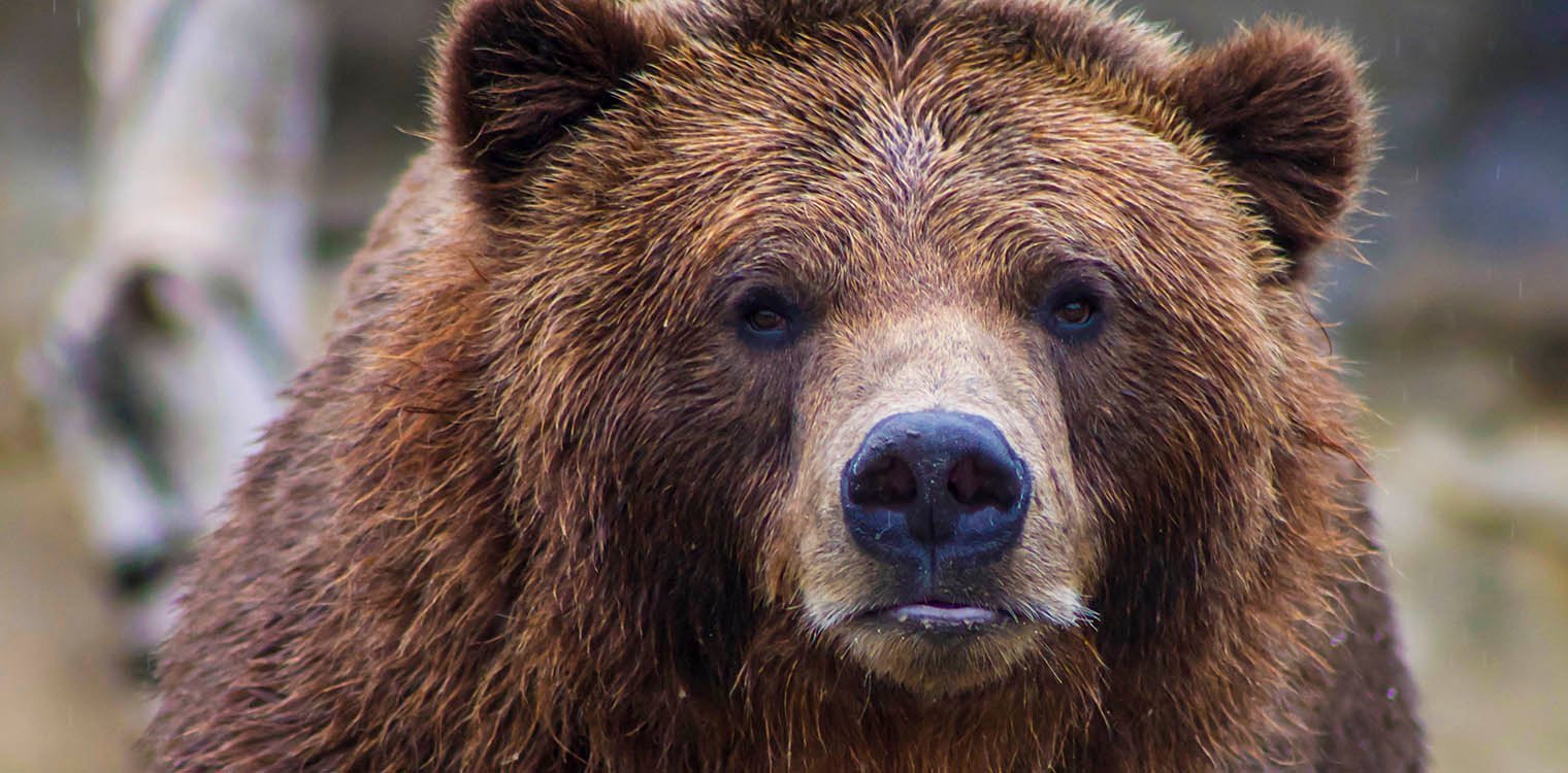 Επίθεση αρκούδας σε γάλλο τουρίστα - Του επιτέθηκε σε δάσος στην ιταλική λίμνη Γκάρντα