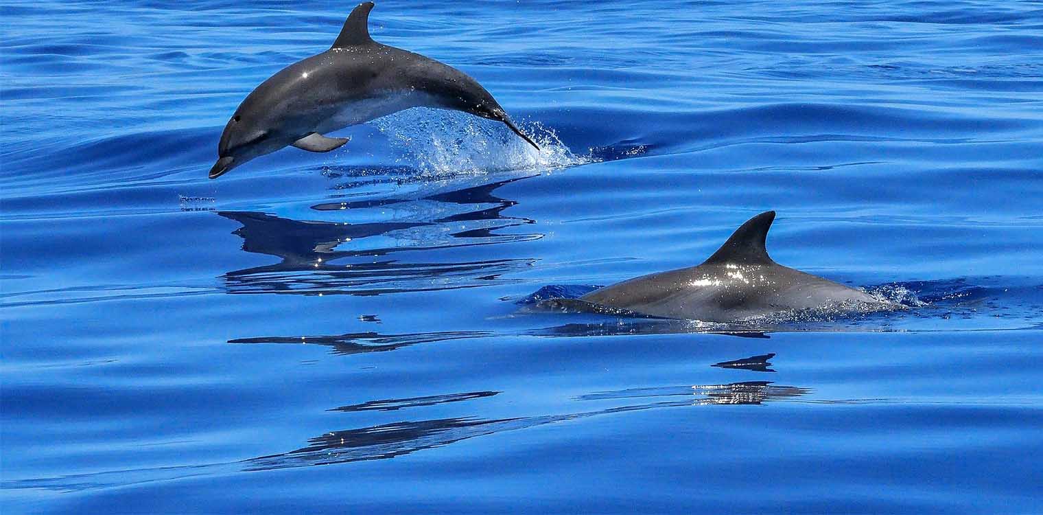 Λουτράκι: Γέμισε δελφίνια ο Κορινθιακός – Μαγευτικό θέαμα για κατοίκους και επισκέπτες (βίντεο)