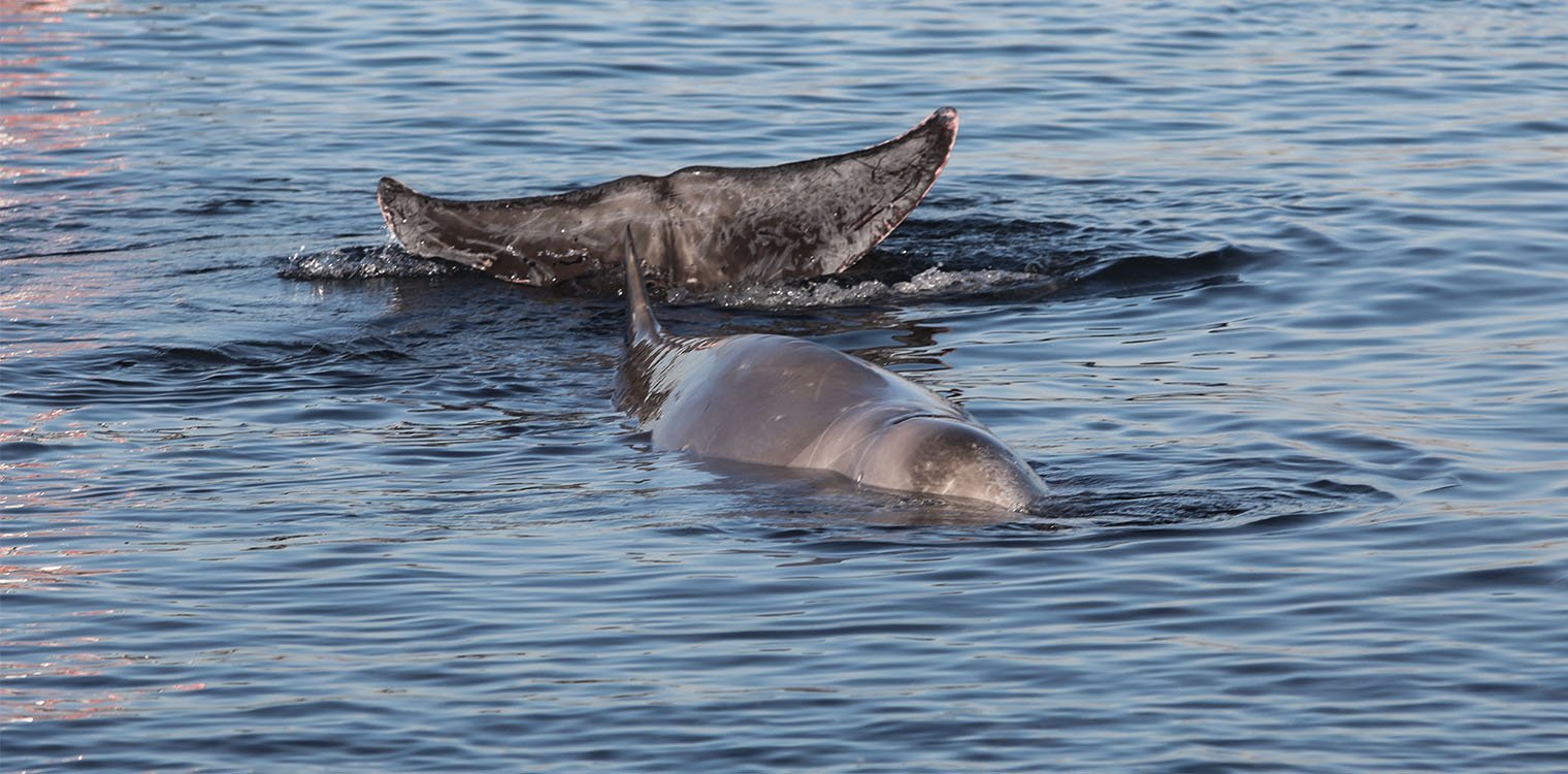 Ξεβράστηκε η σπανιότερη φάλαινα του κόσμου σε παραλία - Οι επιστήμονες ψάχνουν απαντήσεις