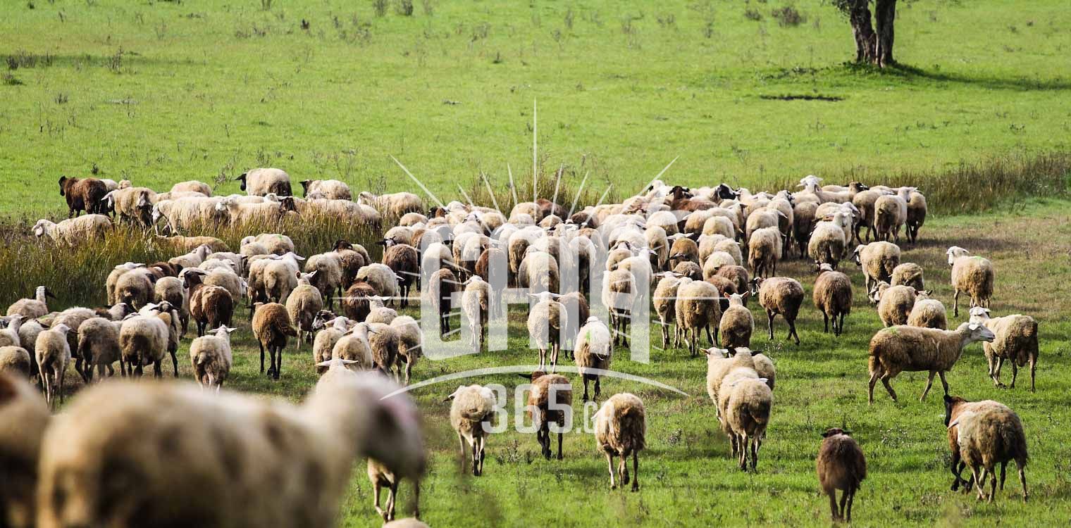 Πανώλη: Νέο κρούσμα πανώλης σε αιγοπρόβατα στη Λάρισα – «Απειλείται το ζωικό κεφάλαιο της Περιφέρειας»