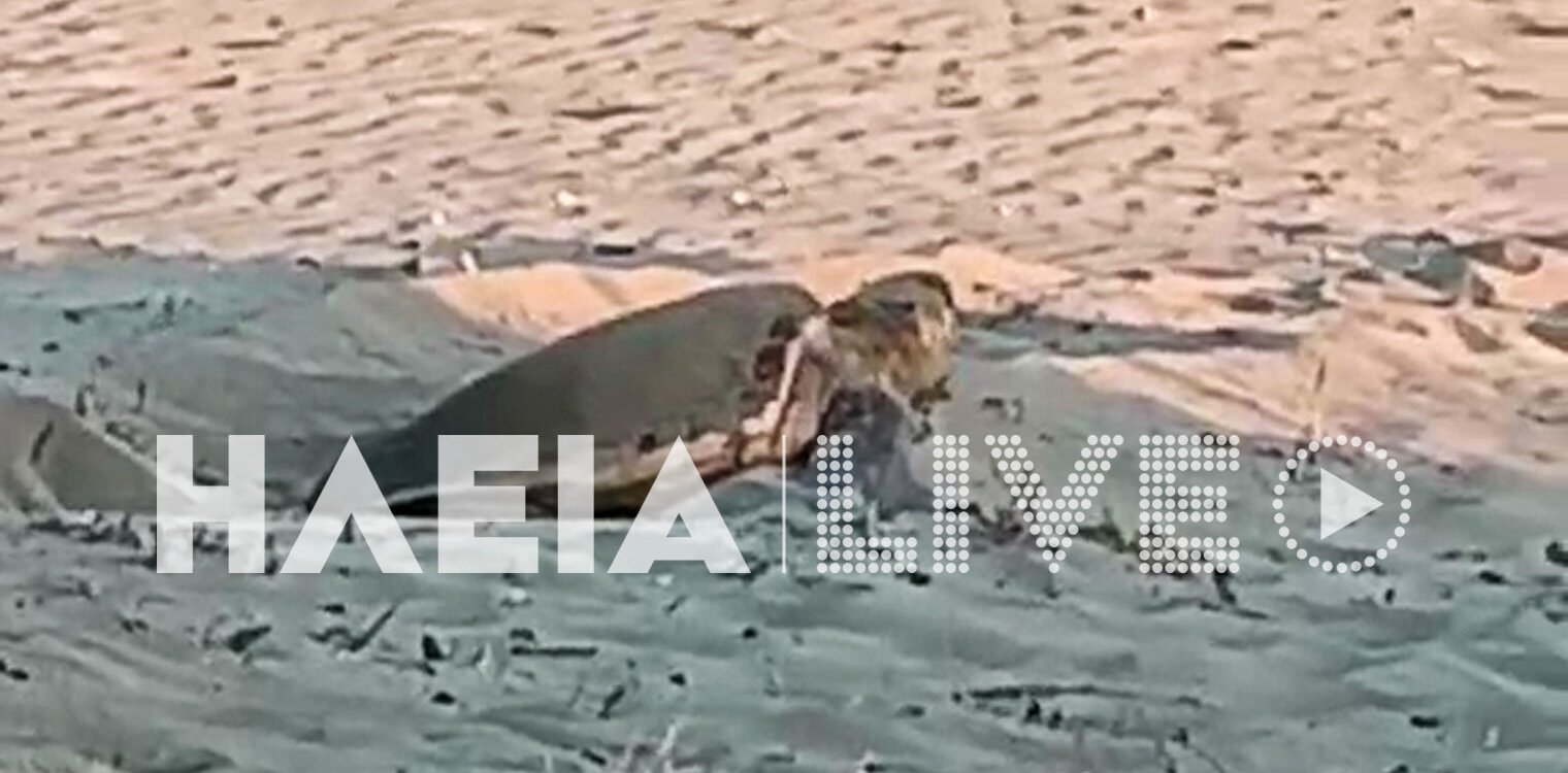 Σπιάντζα Πύργου: Caretta - Caretta γεννά στην παραλία (video)
