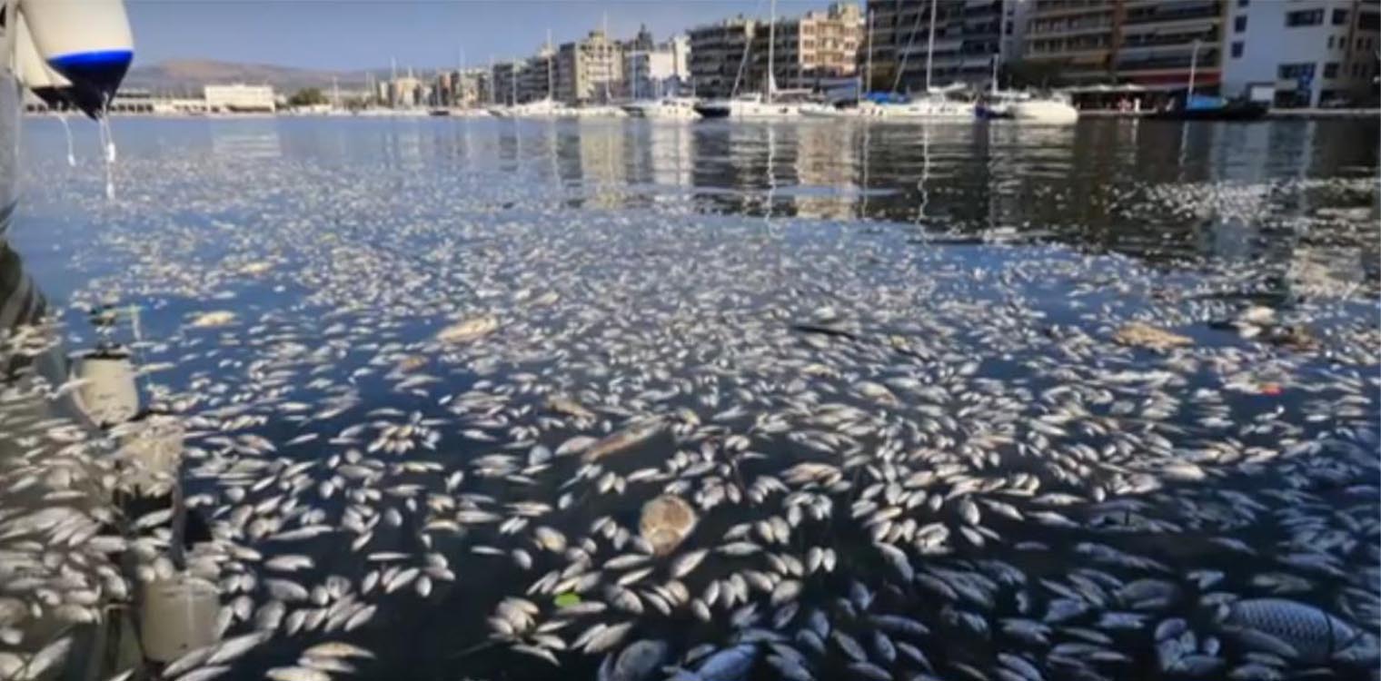 Μαγνήτης για καρχαρίες τα νεκρά ψάρια στον Παγασητικό - Ανυπολόγιστη οικολογική καταστροφή