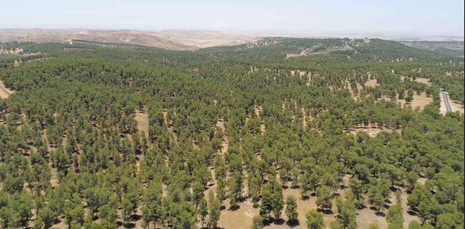 Με χαλέπιο πεύκη από τον Πύργο αναδασώνεται η έρημος Νεγκέβ στο Ισραήλ