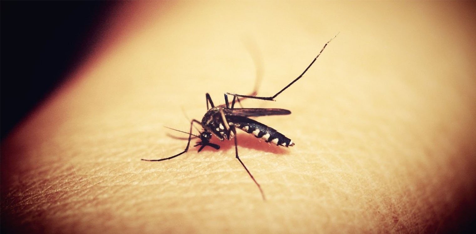 ECDC: Αύξηση κρουσμάτων δάγκειου πυρετού και άλλων ασθενειών που μεταδίδονται με κουνούπια