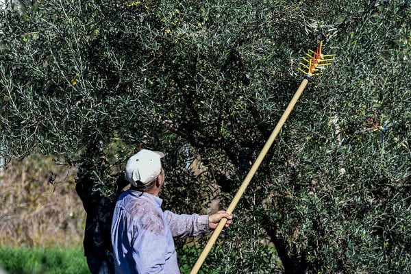 Ηράκλειο Κρήτης: Συνέλαβαν 41χρονο που έκλεβε ελιές από χωράφι