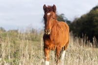 Επιχείρηση απεγκλωβισμού αλόγου που έπεσε σε φρεάτιο στις Σέρρες