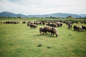 Πέταξαν νεκρά πρόβατα έξω από το δάσος Κουρίου στον Αλμυρό