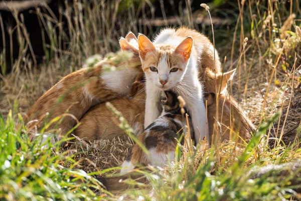 Επείγουσα προκαταρκτική έρευνα για τον 55χρονο που εγκατέλειψε εννέα γατάκια στη Θεσσαλονίκη